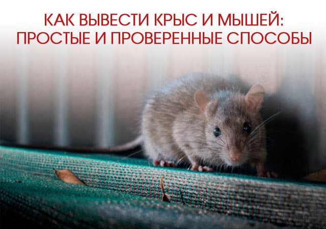 Как вывести крыс и мышей в Санкт-Петербурге: простые и проверенные способы
