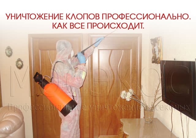 Уничтожение клопов профессионально в Санкт-Петербурге