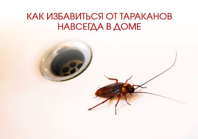 Как избавиться от тараканов в доме в Санкт-Петербурге