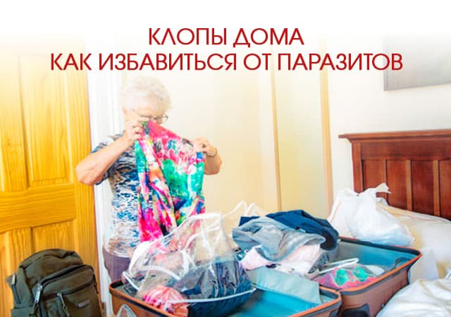 Клопы дома: как избавиться от паразитов в Санкт-Петербурге